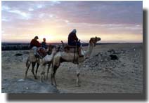 En svart en, med kameltendeser